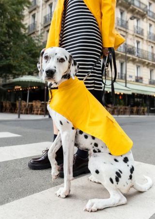LE TOUTOUCIRÉ SAINT JAMES ciré pour chien
