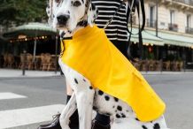LE TOUTOUCIRÉ SAINT JAMES ciré pour chien